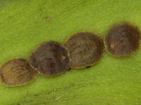 parasaissetia-nigra (8)  Parasaissetia nigra on banana