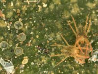 eutetra  Colony of Eutetranychus orientalis on banana