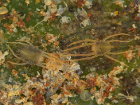 eutetranychus-banana  Female and male (with longer legs) of Eutetranychus orientalis on banana leaf