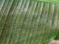 eutetranychus-symptom (1)  Mite colonies on banana leaf