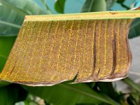 eutetranychus-symptom (3)  Banana leaf damaged by oriental red mite