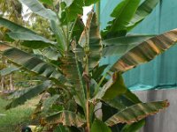 eutetranychus-symptom (4)  Banana plant with characteristic red mite damage