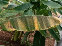 eutetranychus-symptom (5)  Leaf damage due to oriental red mite