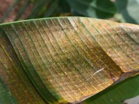 eutetranychus-symptom (7)  Banana leaf severely damaged by oriental red mite