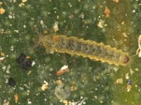 oligota (5)  Larva of Oligota sp. feeding on mite eggs on banana