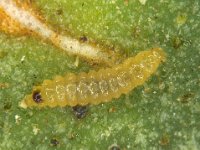 oligota  Larva of Oligota sp., a predator of oriental red mite on banana