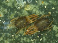 oriental-mite2  Adult females of Oriental red mite