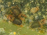 oriental-mite4  Adult females of E. orientalis