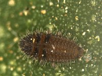 parastethorus-indira  Larva of Parastethorus indira, a common coccinellid predator of oriental red mite on banana