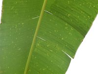 DSC 0386  Yellowing on under surface of banana leaf with oyster scale infestation