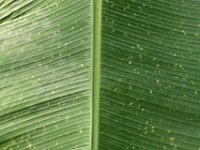 DSC 0391  Oyster scale infested banana leaf