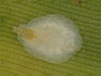 banana-ars  Oyster scale, Pseudaulacaspis cockerelli on banana leaf