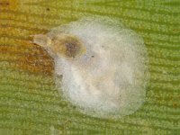 dias-ali  Oyster scale on banana leaf