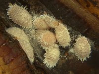 rootmealybugs (1)  Dysmicoccus brevipes on banana roots