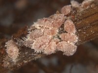 rootmealybugs (2)  Dysmicoccus brevipes feeding on banana roots