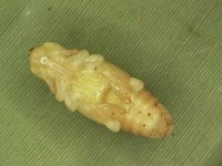 2  Naked pupa of pseudostem weevil (shown without fibrous cocoon)