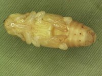 3  Naked pupa of pseudostem weevil (shown without fibrous cocoon)