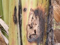 DSC 0305  Banana infested by pseudostem weevil