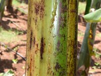 DSC 0521  Banana stem with holes covered with gummy exudate