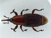 Odoi W.b  Adult weevil