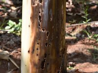 Odoiporus-damage-NRCB  Banana pseudostem weevil damage