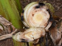 Stem trap1  Disc-on-stump traps with trapped weevils