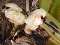 Stem trap2  Pseudostem weevil damage