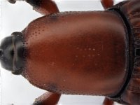 odo-pron  Pronotum (enlarged)