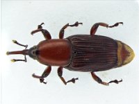 odoi wb1  Adult weevil