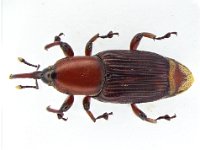 odoi wb2  Adult weevil