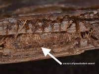 odoi-cocoon2  Pupa of stem weevil