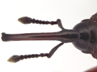 odoi-malesn  Rostrum in male - dorsal view