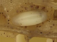 odoiporus-egg  Egg of pseudostem weevil, magnified