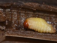 odoiporus-grub4  Mature larva of pseudostem weevil