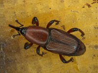 odoiporus  Adult weevil