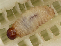 pseudostem-borer (1)  Larva of pseudostem weevil