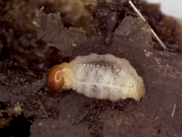 pseudostem-borer (2)  Larva of pseudostem weevil