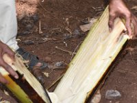 pseudostemtrap1  Preparation of split stem trap for monitoring banana weevils