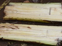 pseudostemtrap2  Banana stem is longitudinally cut into pieces which are used for trapping / monitoring.