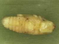 pupa 3  Naked pupa of pseudostem weevil (shown without fibrous cocoon)