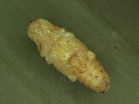 pupa  Naked pupa of pseudostem weevil (shown without fibrous cocoon)