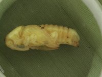 pupa1  Naked pupa of pseudostem weevil (shown without fibrous cocoon)