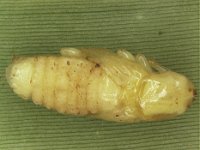 pupa2  Naked pupa of pseudostem weevil (shown without fibrous cocoon)