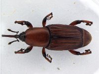 red-odo  Adult, dorsal view