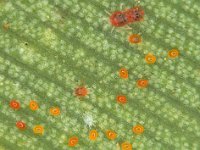 Montage  Red mite on banana leaf