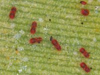 RA  Raoiella indica on banana