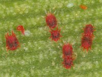 RAO  Raoiella indica colony on banana leaf