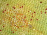 Rooo  Banana leaf showing yellowing damage due to mite feeding and mite colony