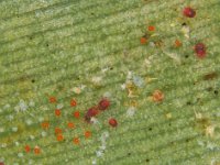 raoiellla1  Red mite colony on banana leaf