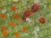 raoiellla11  Red mite colony on banana